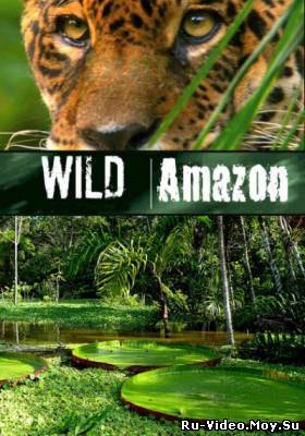Смотреть Дикая природа Амазонки / Wild Amazon (2010)